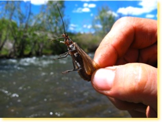 Fish the Stonefly hatch from roughly the last week of May into the second week of June and watch the hungry Brown's go nuts! 